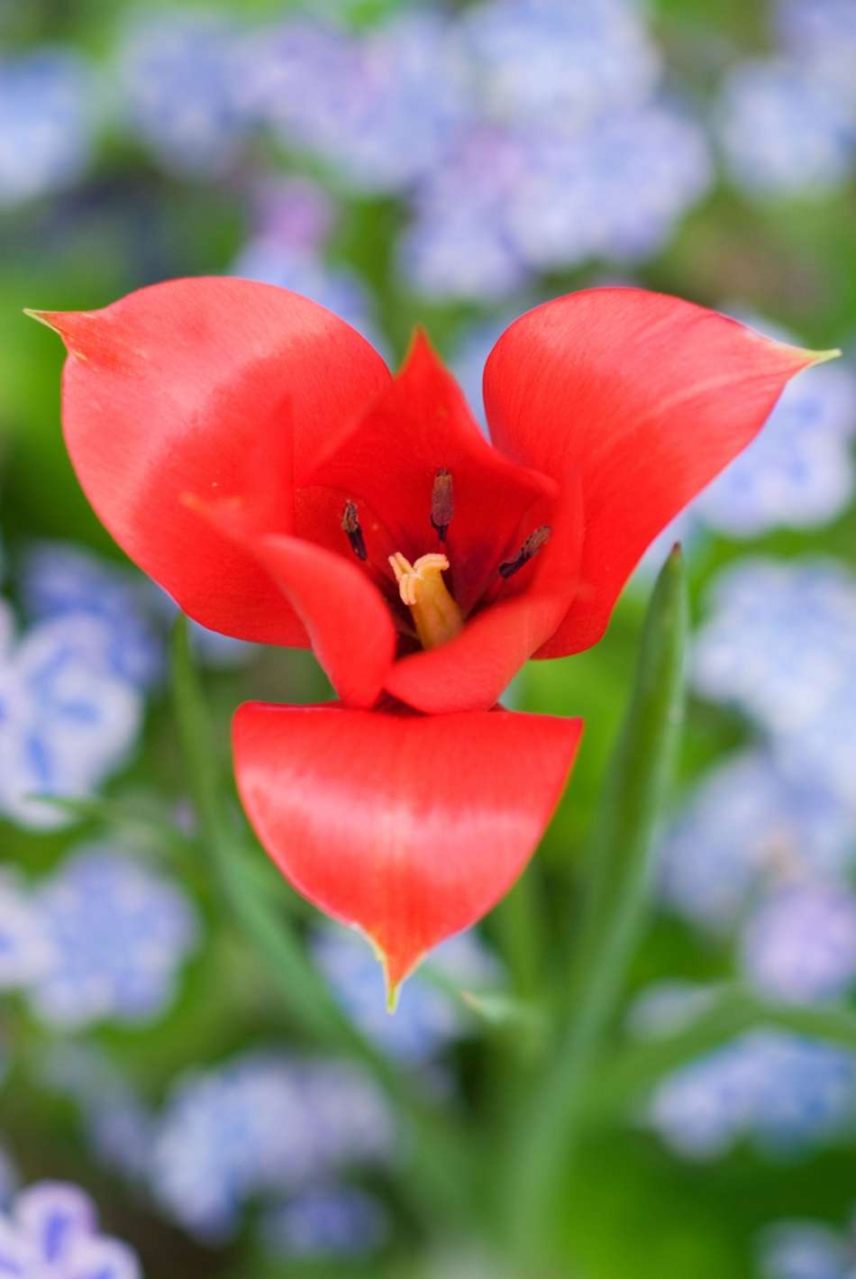 Botanisk Tulpan 'Linifolia'